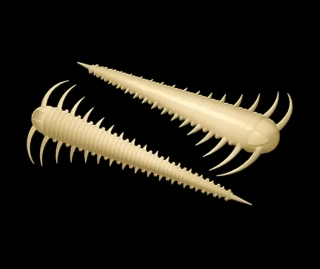 LIBRA LURES Slayzur 55 – Cheese 005 (Cheese) – 12ks/bal