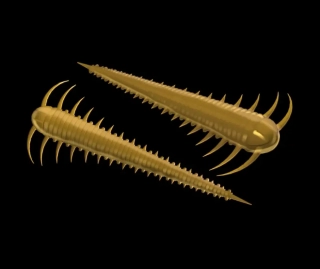 LIBRA LURES Slayzur 55 – Coffe Milk 036 (Cheese) – 12ks/bal